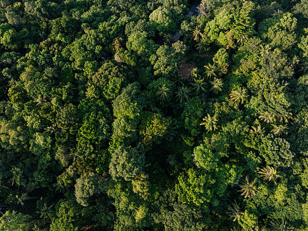 istock Tropical green tree forest background many types of forests 2229658033