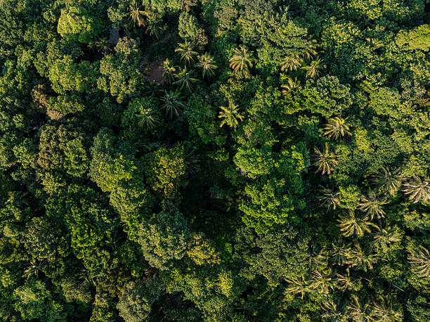 istock Tropical green tree forest background many types of forests 2229658055