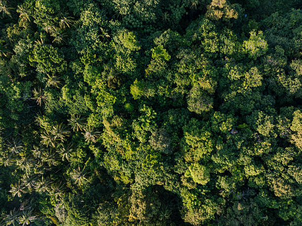 istock Tropical green tree forest background many types of forests 2229661784