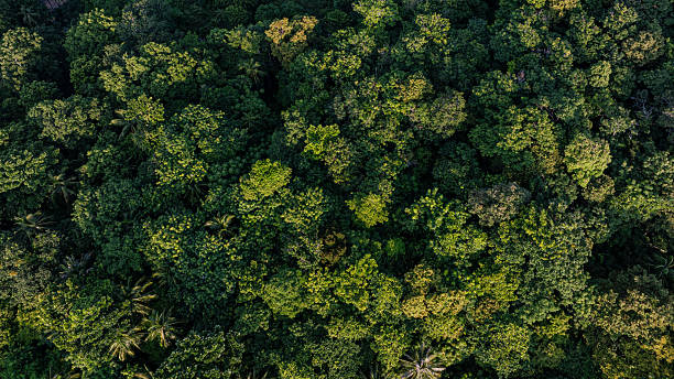 istock Tropical green tree forest background many types of forests 2229661896