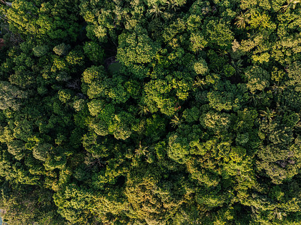 istock Tropical green tree forest background many types of forests 2229661968