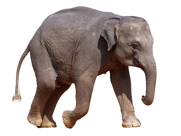 istock A baby elephant is walking on a white background 2229663368