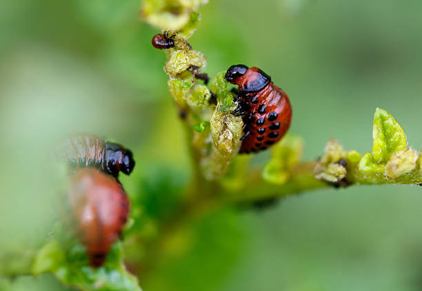 istock Colorado potato beetle eats leaves. Macro 2229663392