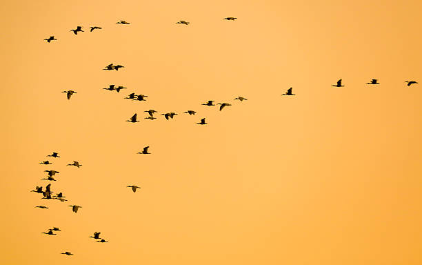 istock A flock of birds flying in the sky 2229663442