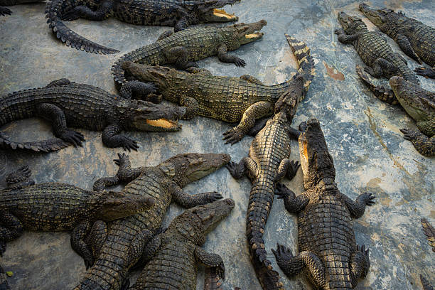 istock Group of crocodile lying relax in farm 2229663815