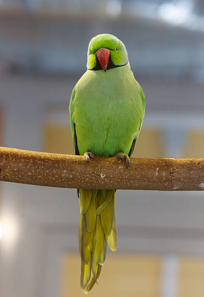 istock A green parrot is perched on a branch 2229663825