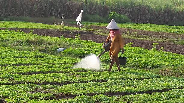 Sidoarjo, Indonesia – July 07, 2025: A hardworking vegetable farmer watering his plants in the late afternoon, nurturing the crops under the warm golden sunlight, reflecting the dedication and care of rural agricultural life in Indonesia
