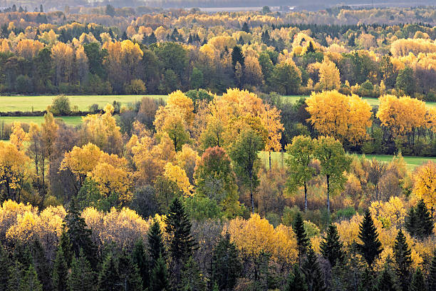 View above a mixed forest with colorful autumn leaves