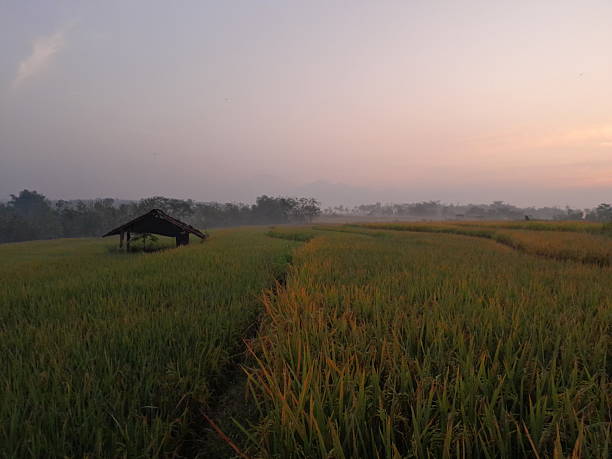 istock rice paddy field in the morning 2229666630