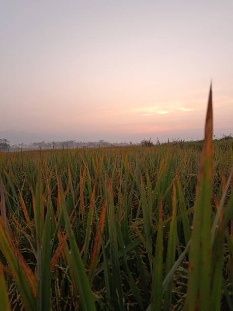 istock rice paddy field in the morning 2229666715