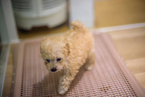 A small, fluffy puppy walking on a textured mat in a bright indoor setting