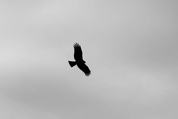 istock Silhouette of a hawk soaring in a cloudy sky 2229667295
