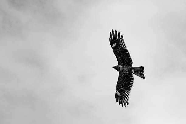 Black and white Silhouette of a hawk soaring in a cloudy sky