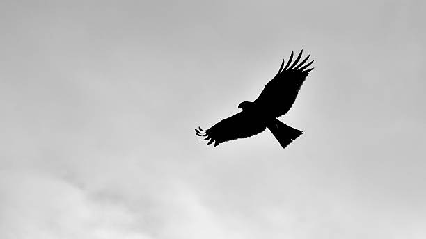 istock Silhouette of a hawk soaring in a cloudy sky 2229667438