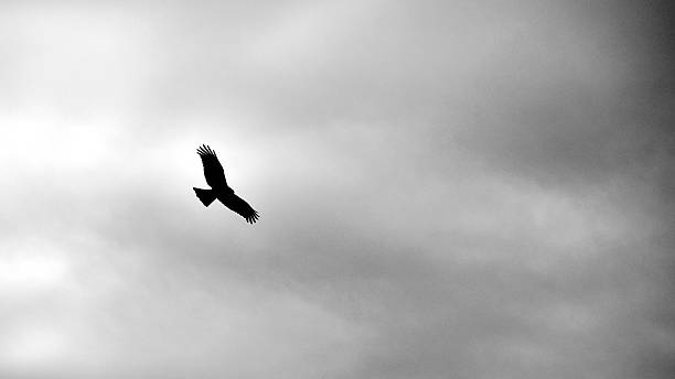 istock Silhouette of a hawk soaring in a cloudy sky 2229667482