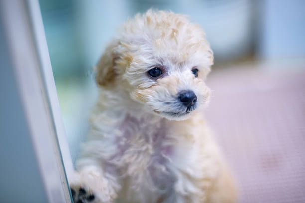 Close-up of a fluffy white puppy looking curiously.