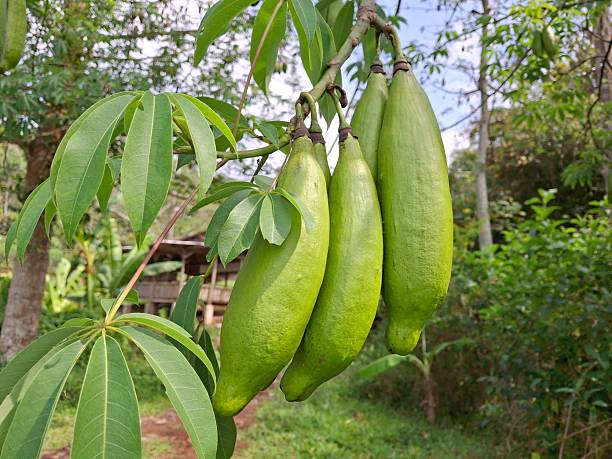 Kapok tree, Kapok tree bearing fruit, Kapok tree fruit