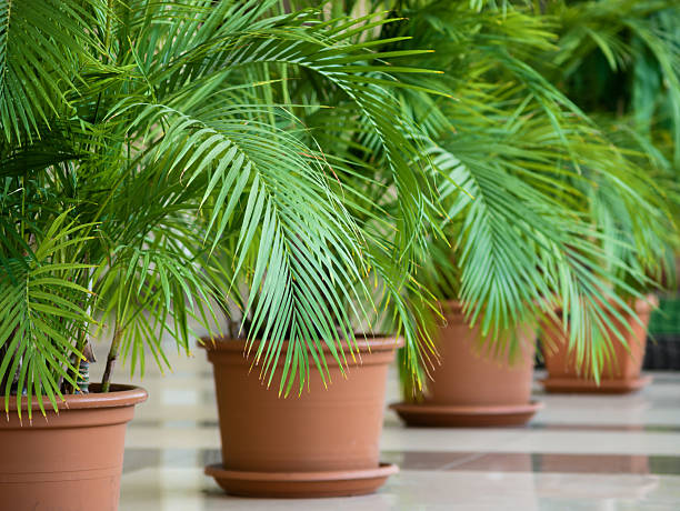 istock Decorative palm trees Phoenix canariensis in flowerpots on the floor 2229668009