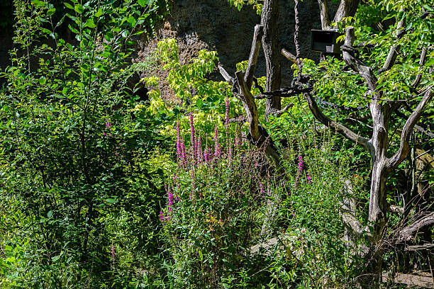 Foxglove (Digitalis purpurea) flowers in bloom in a garden.