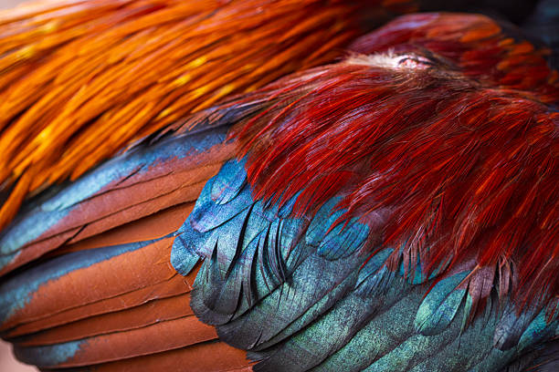 Close-up macro of a rooster feather,Colorful feathers, chicken feathers background texture.