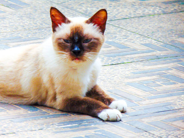 Portrait of a Siamese cat.