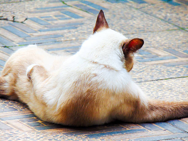 Brown cats are mammals that are popular as companions.