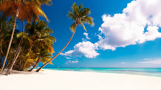 istock Tropical white sand beach with palms and sea 2229674120