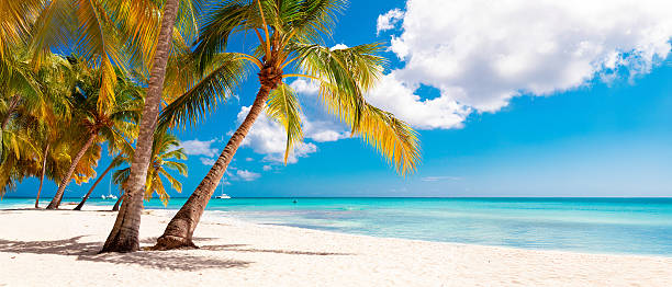 istock Tropical white sand beach with palms and sea 2229674122