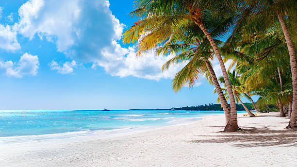 Vacation summer holidays background wallpaper - sunny tropical Caribbean paradise beach with white sand on island Thailand style with palms