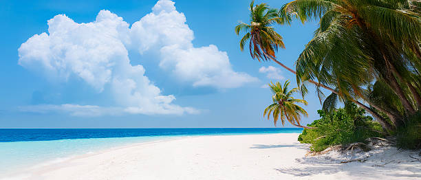 istock Tropical white sand beach with palms and sea 2229674141