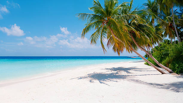 istock Tropical white sand beach with palms and sea 2229674144