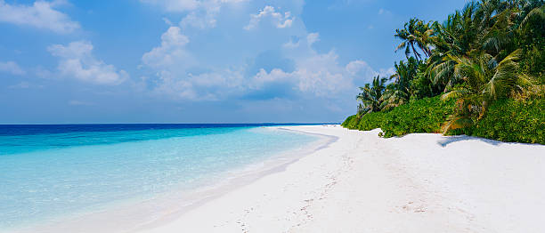 istock Tropical white sand beach with palms and sea 2229674147