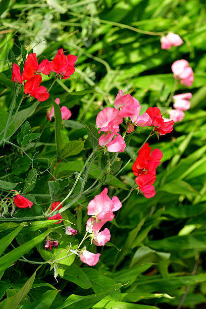 Sweet pea is an annual climbing plant with flowers that bloom in shades of red, pink, blue, purple and white. It grows and behaves much like its relative, edible pea. However, sweet pea is not to be eaten, because its seeds are toxic if digested in quantity.