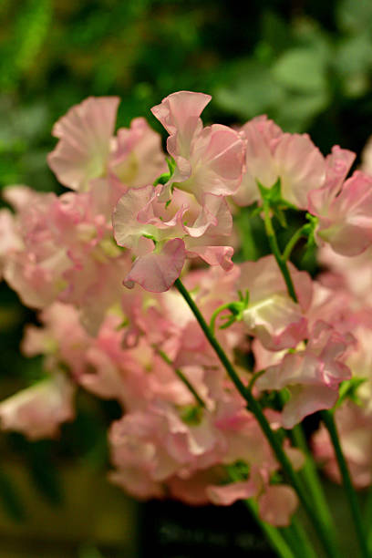 Sweet pea is an annual climbing plant with flowers that bloom in shades of red, pink, blue, purple and white. It grows and behaves much like its relative, edible pea. However, sweet pea is not to be eaten, because its seeds are toxic if digested in quantity.