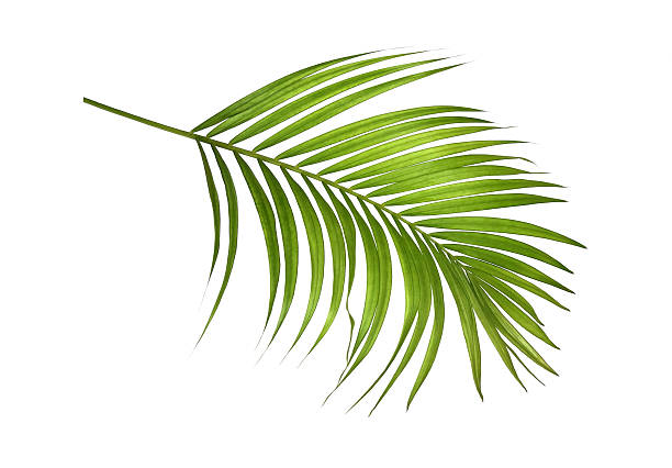 istock Green palm leaves isolated on white background 2229676265
