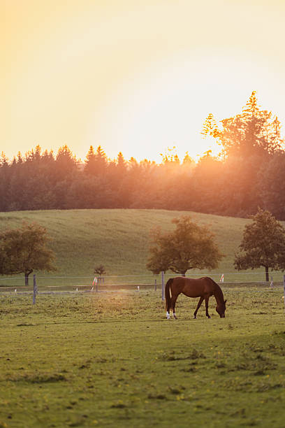 istock Wild horse is feeding on grass at sunset. 2229677800
