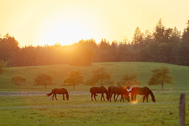 istock Group of horses are feeding on grass at sunset. 2229677920