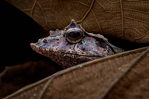 Solomon island leaf frog, Solomon island eyelash frog