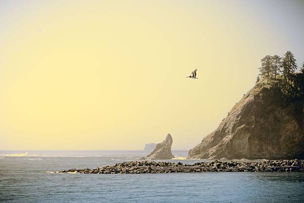 Sunset and seagull over calm sea