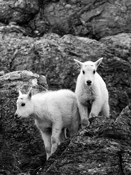 istock Young mountain goats on rocky terrain 2229678917
