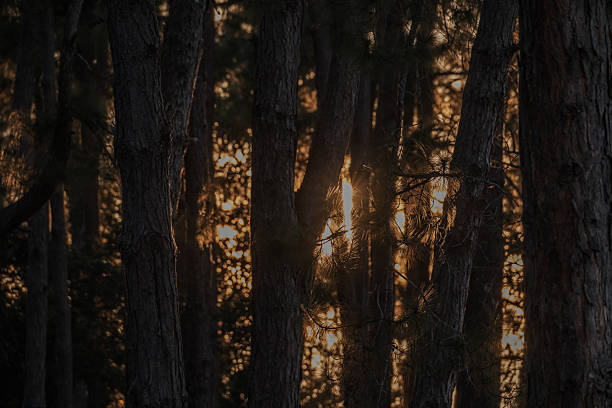 evening golden sun rays shining behind many brown tree trunks in wood