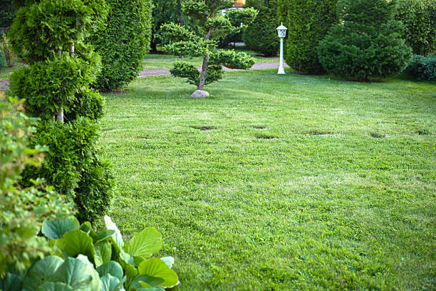 Green summer grass with bushes bokeh background