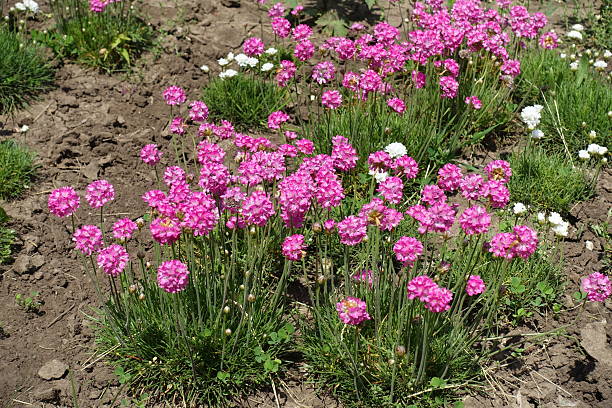 istock Profuse pink flowers of Armeria maritima in May 2229681832
