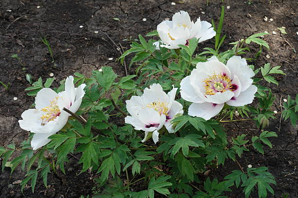 istock 4 white flowers of tree peony in May 2229681892