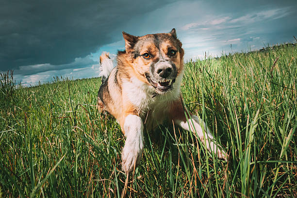 istock Angry Aggressive Mad Dog Running Outdoors In Green Meadow On Camera 2229681903