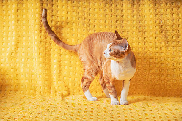 Red Ginger Devon Rex Cat Posing On Plaid. Short-haired Cat Of English Breed On Yellow Plaid Background. Shorthair Pet.