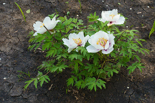 istock Compact bush of tree peony with four white flowers in May 2229681952