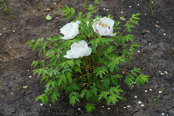 istock Bush of tree peony with white flowers in May 2229681958