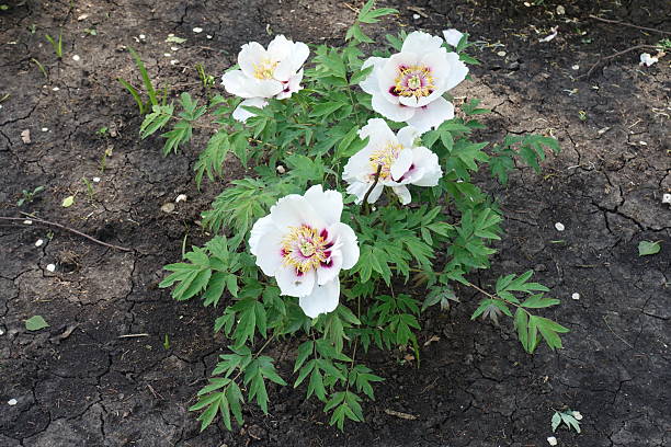 istock Shrub of tree peony with four white flowers in May 2229681967