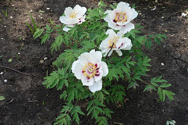 Young shrub of tree peony with four white flowers in May